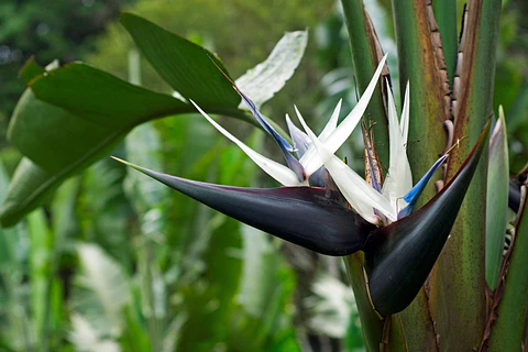 Strelitzia Nicolai