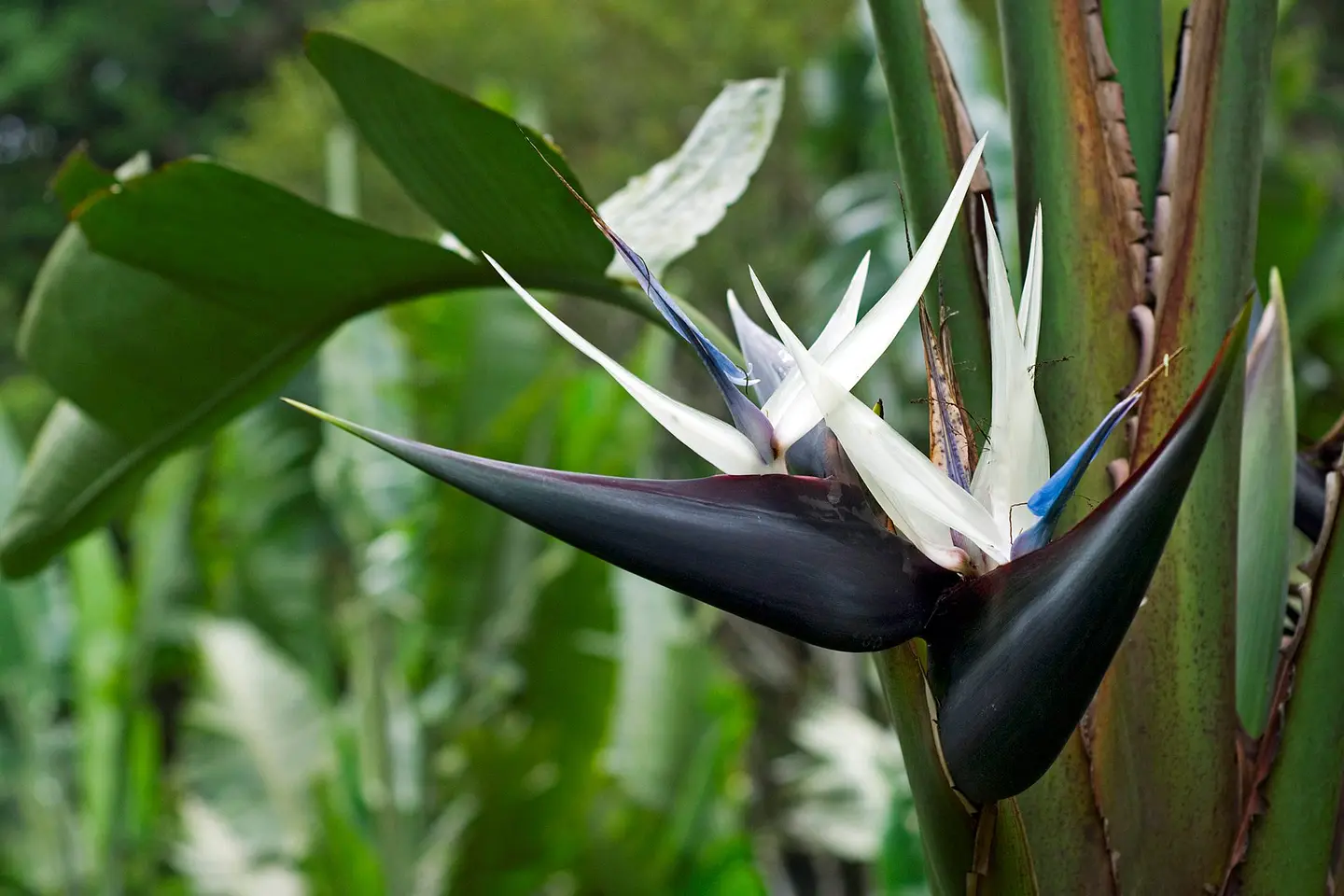 Strelitzia Nicolai 1