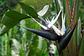 Strelitzia Nicolai - Miniatura 1