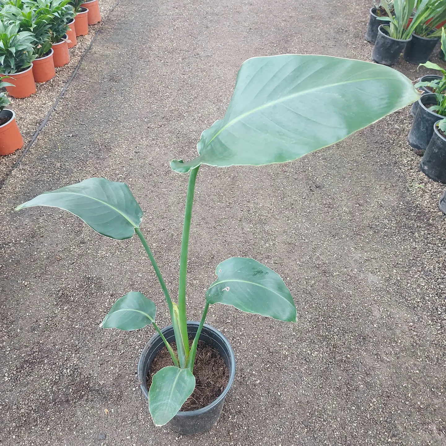 Strelitzia Nicolai 2