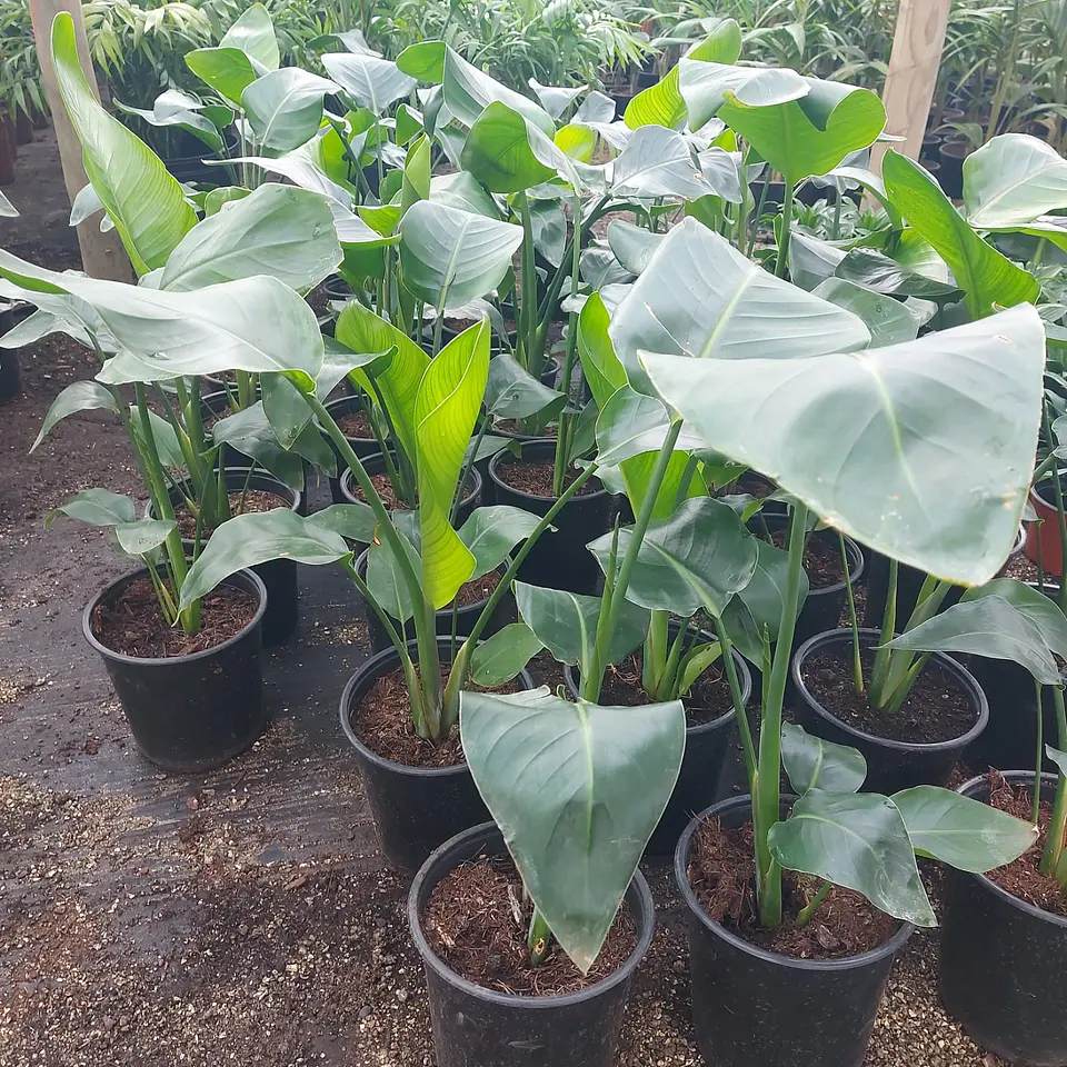 Strelitzia Nicolai 3