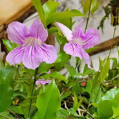 Bignonia dos hermanas