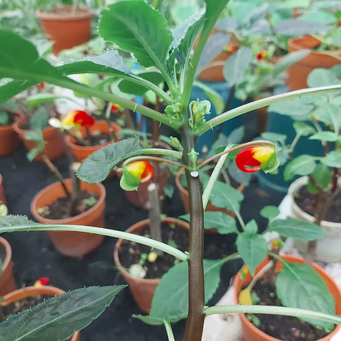 Flor del Tucán