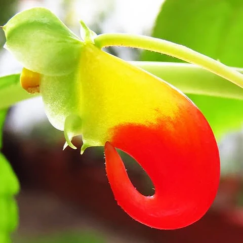 Flor del Tucán