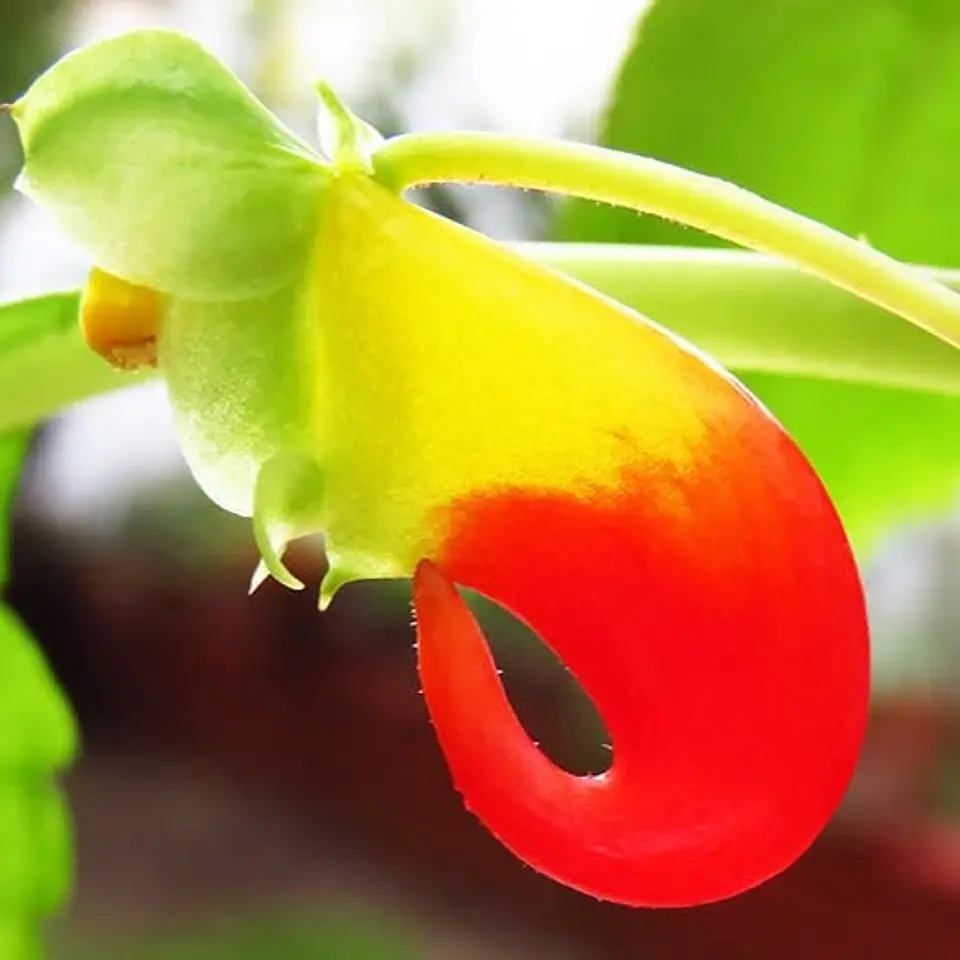 Flor del Tucán 1