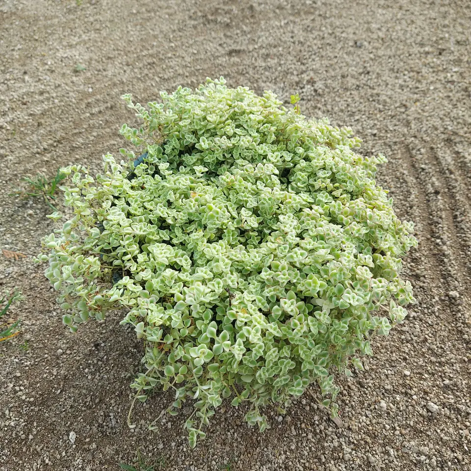 Sedum Little 1