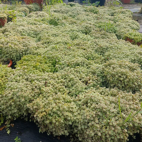 Sedum Little