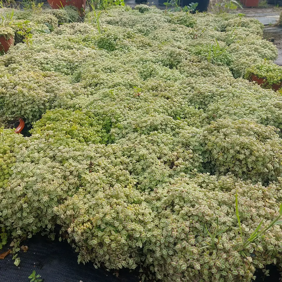 Sedum Little 2