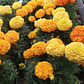 Marigold mix (3 unidades) - Miniatura 2
