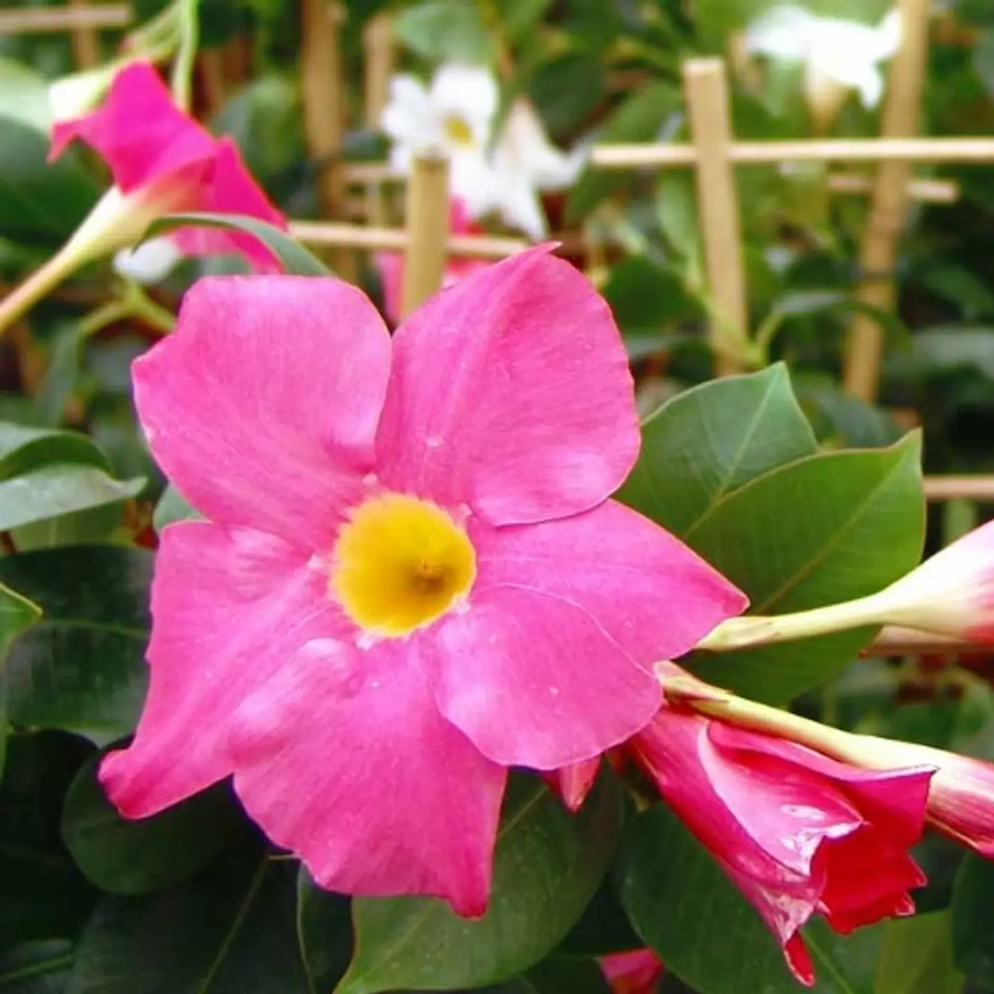 Dipladenia 3