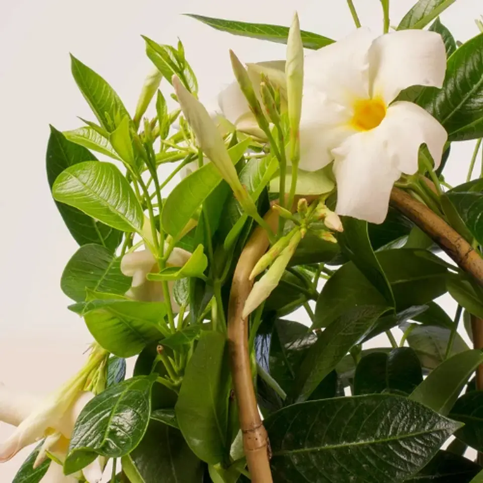 Dipladenia 4