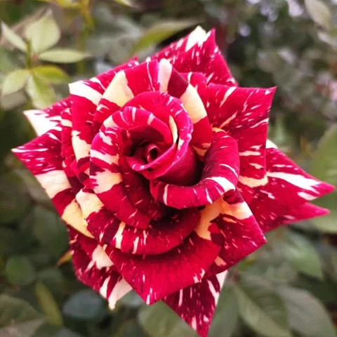 Rosa Tigre