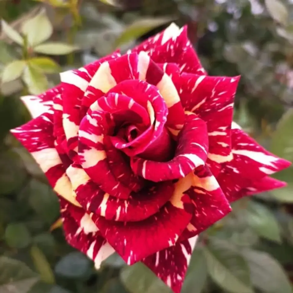 Rosa Tigre 1