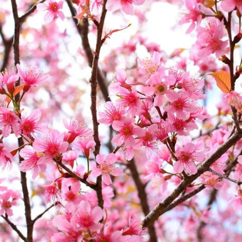 Cerezo Japonés 1