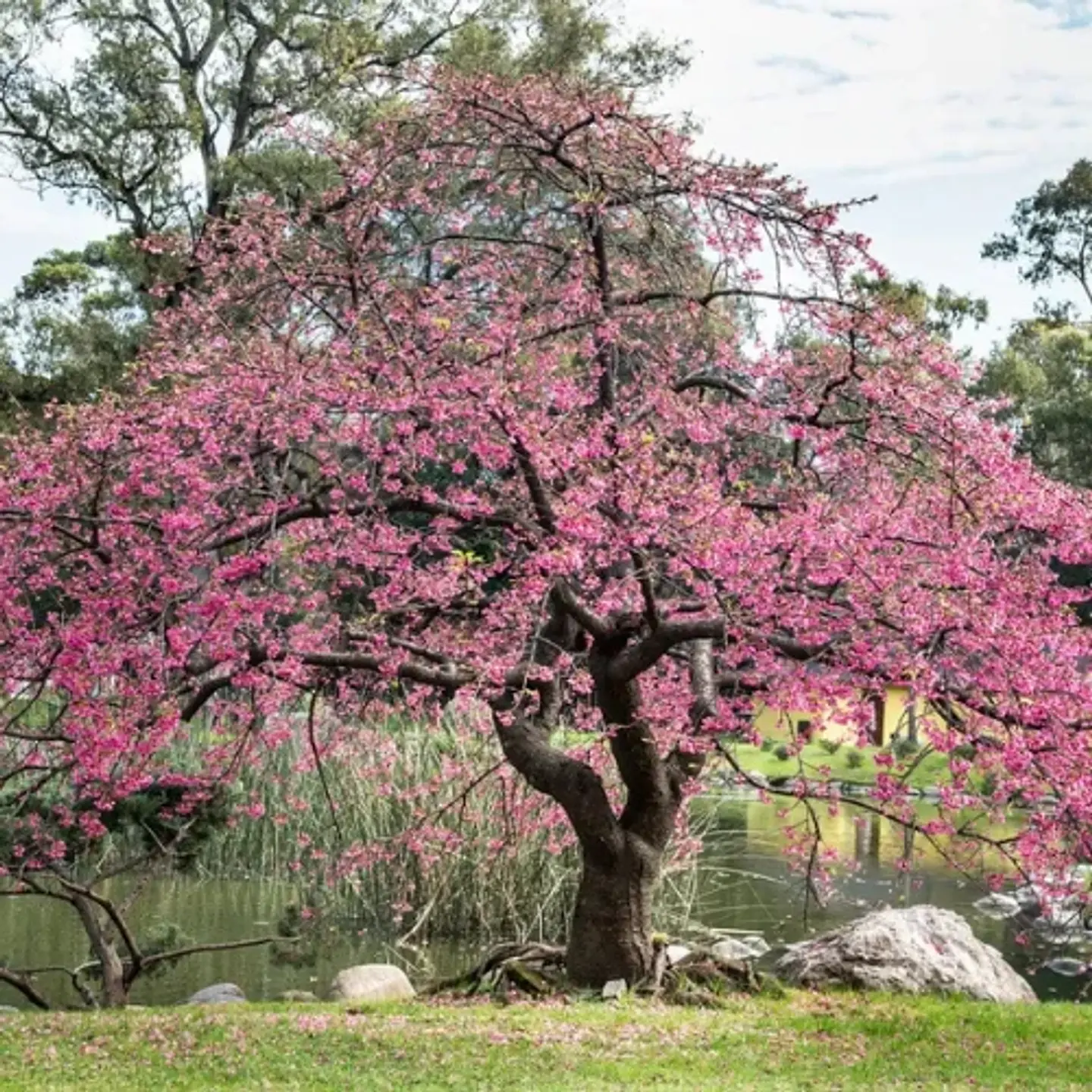 Cerezo Japonés 3