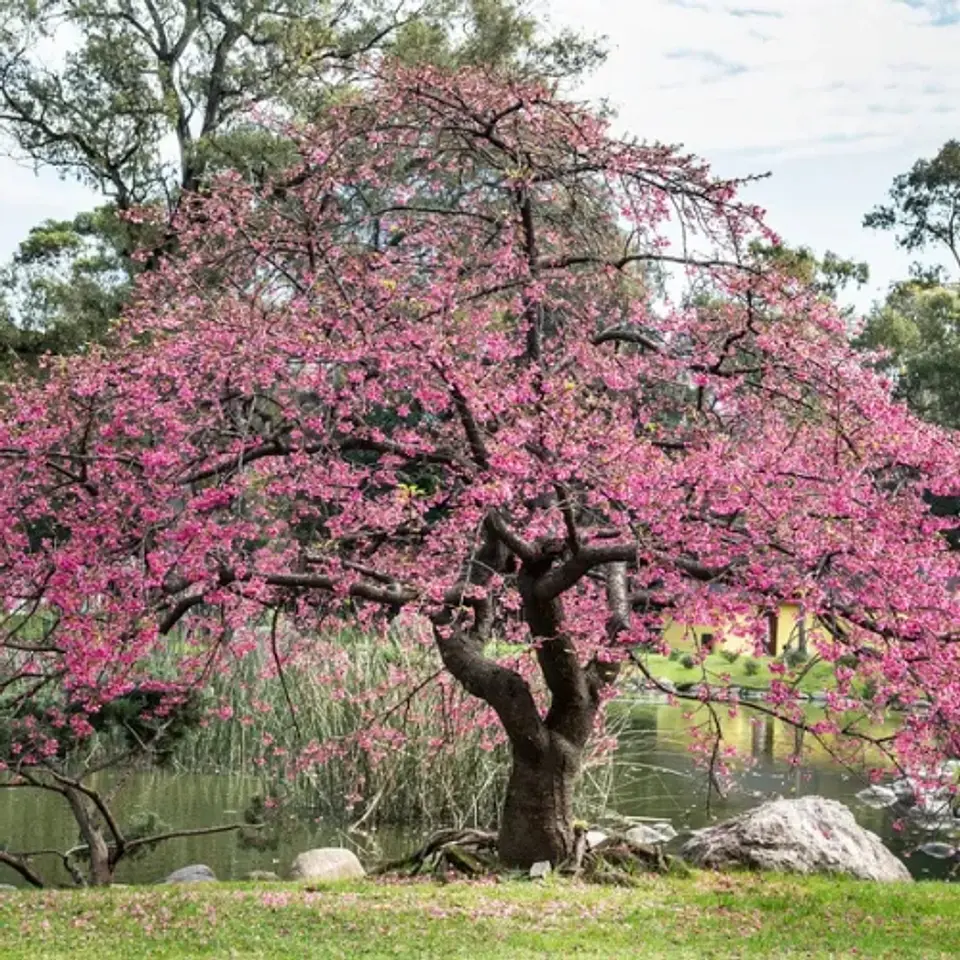 Cerezo Japonés 3