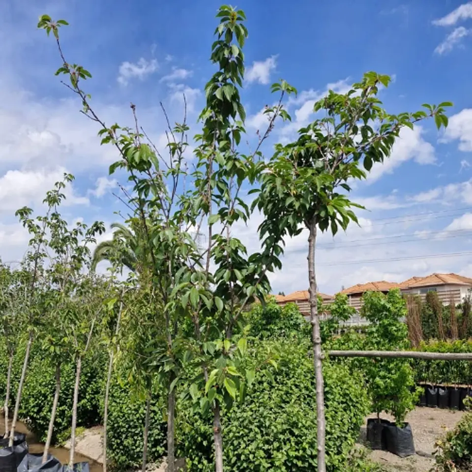 Cerezo Japonés 2