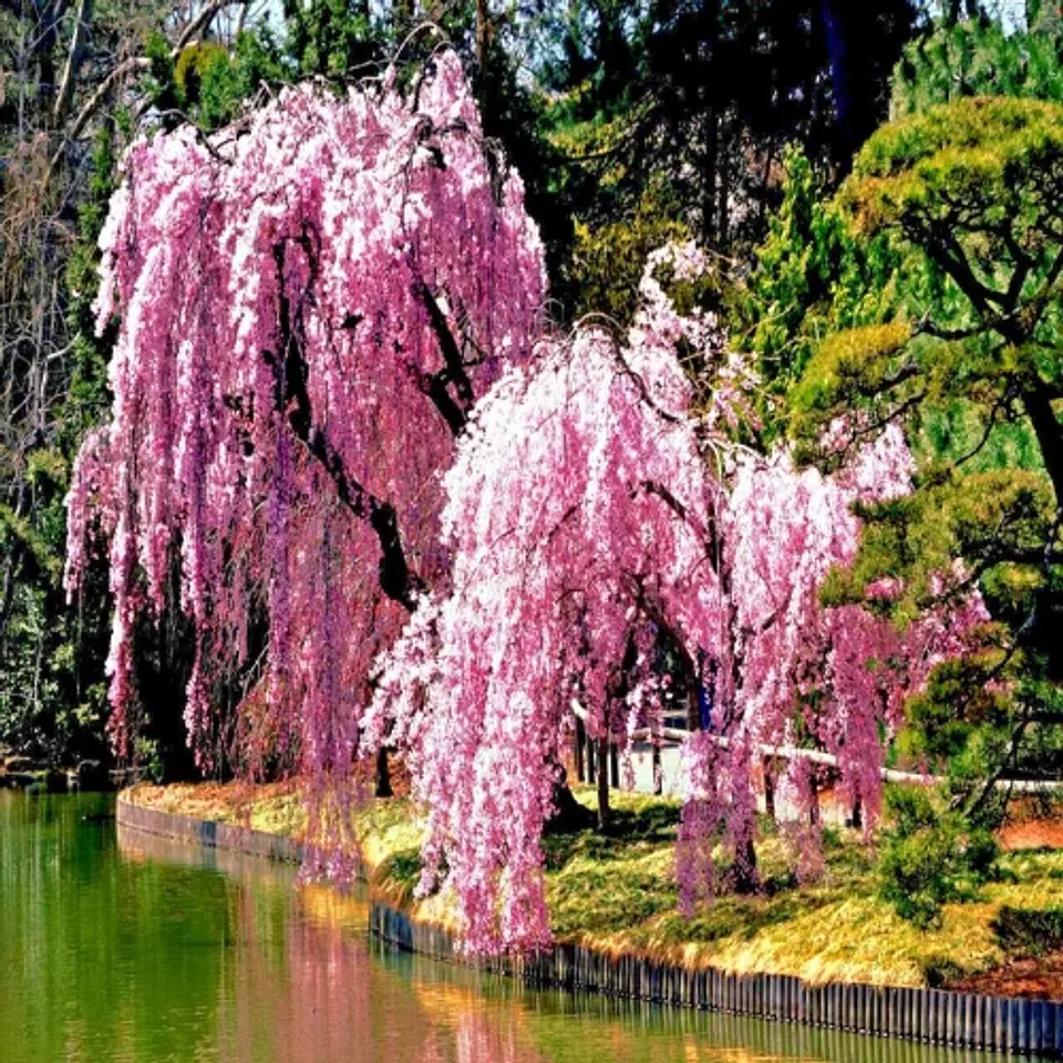 Cerezo Japonés 5
