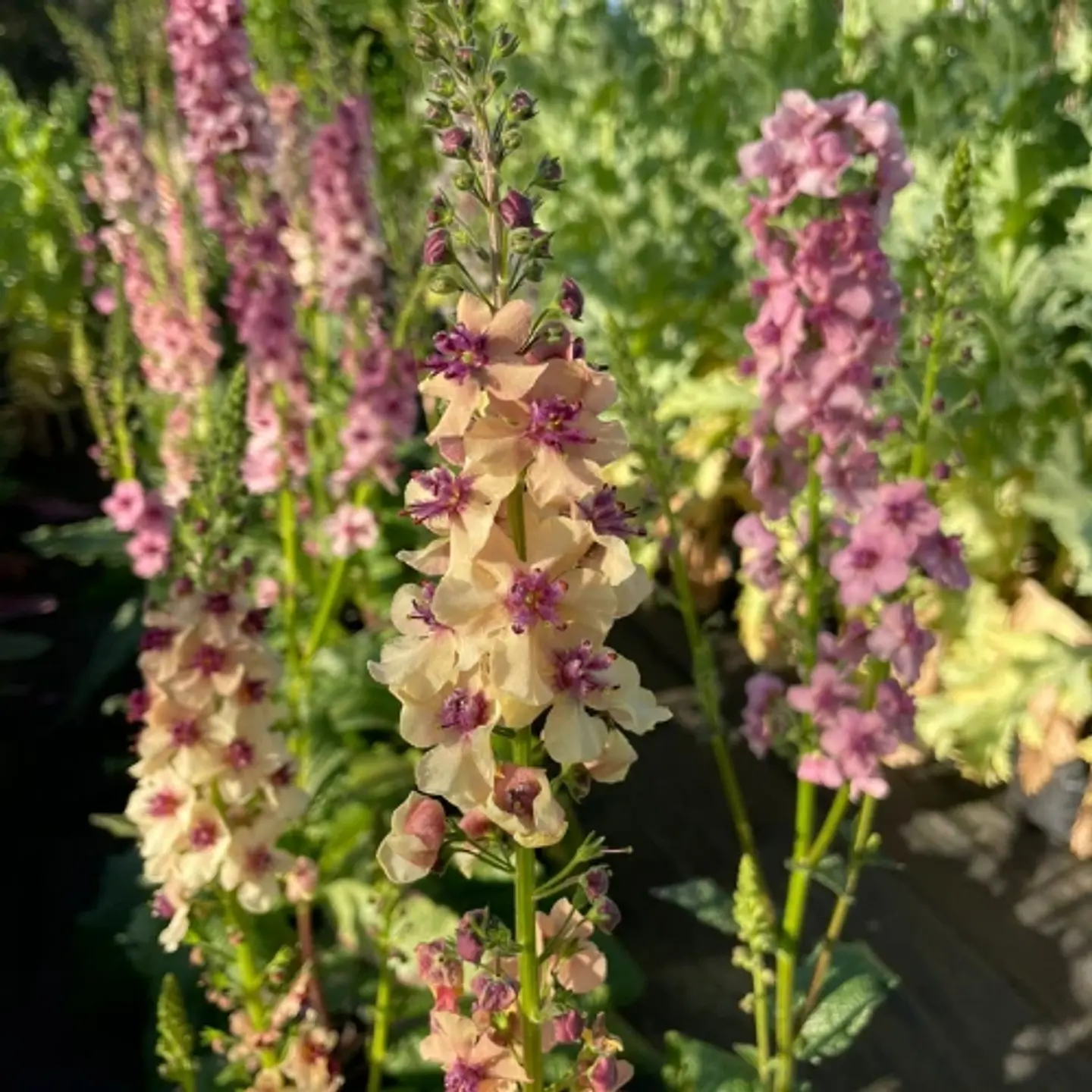 Verbascum Phoeniceum 1