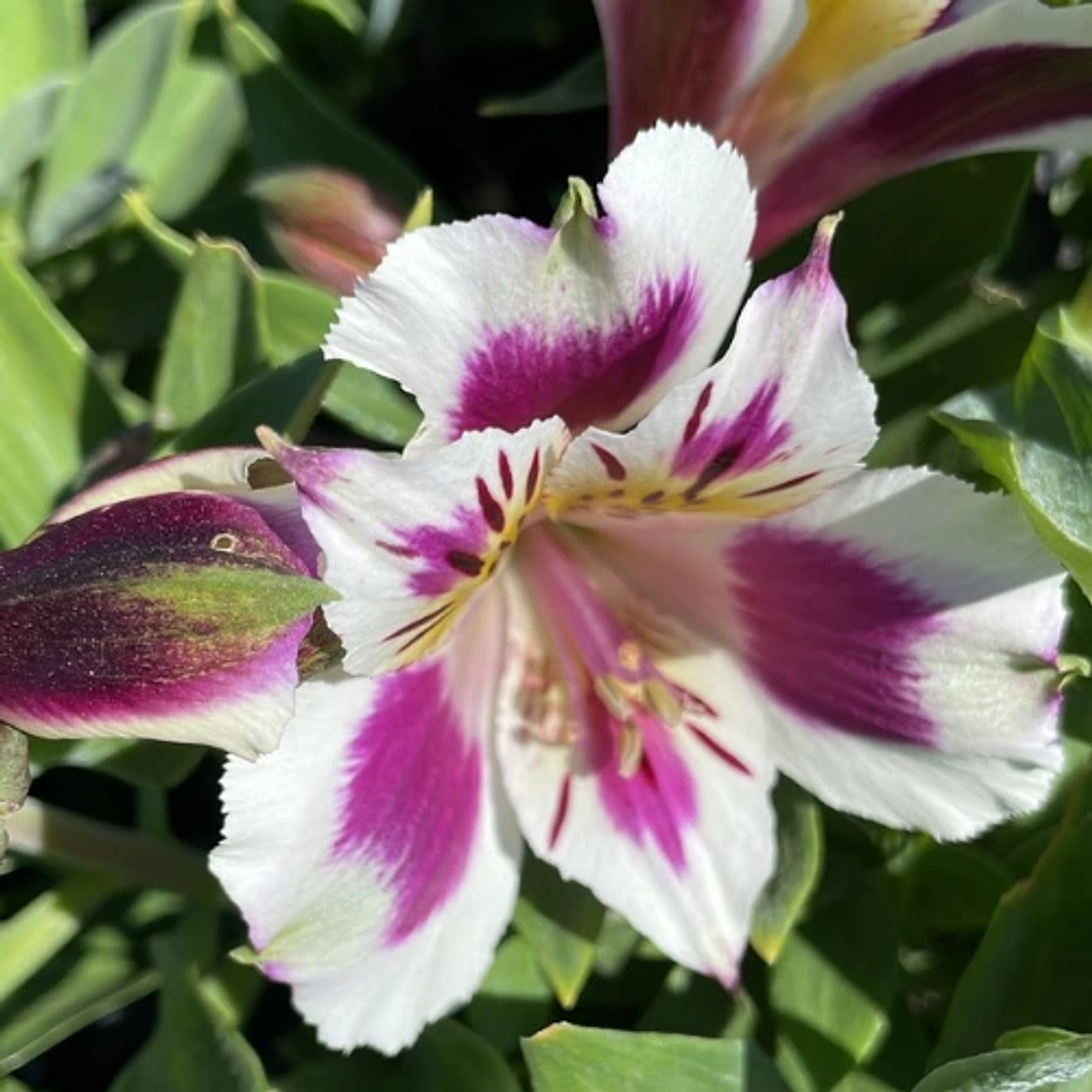 Alstroemeria 13