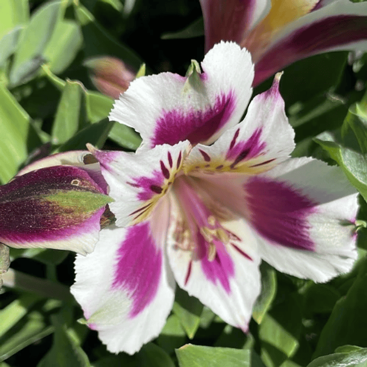 Alstroemeria 13