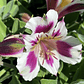 Alstroemeria - Miniatura 13