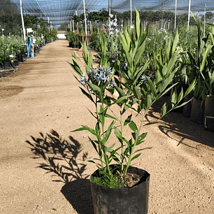 Amsonia Tabernaemontana