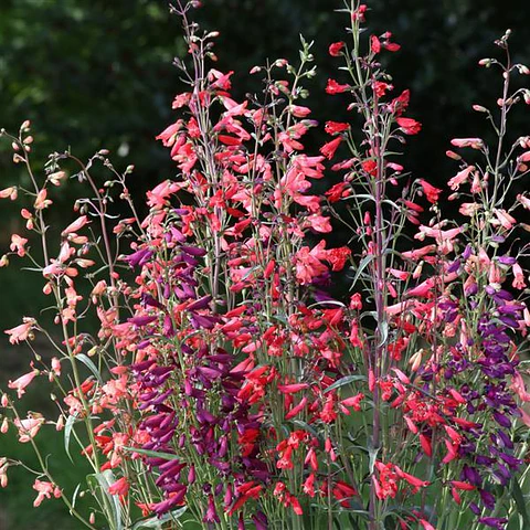 Penstemon barbatus twizzle mix