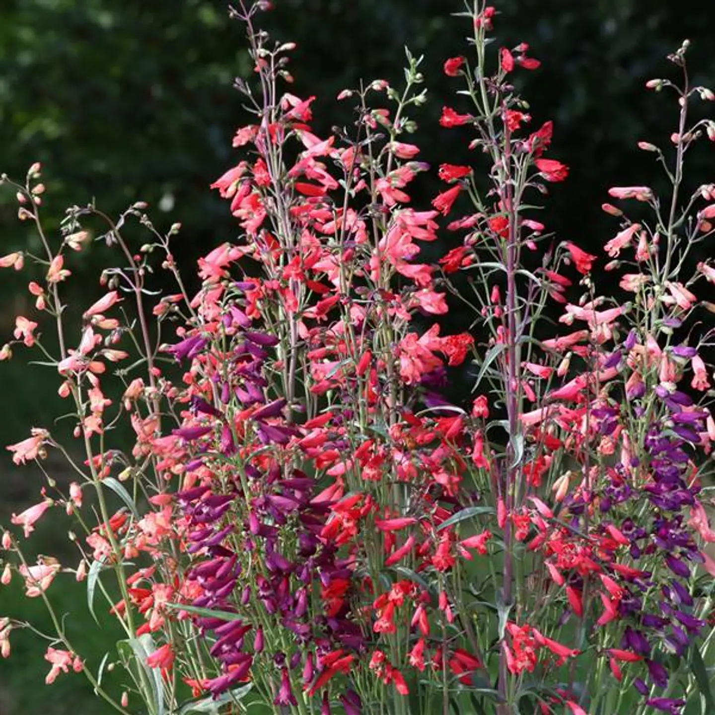Penstemon barbatus twizzle mix 1