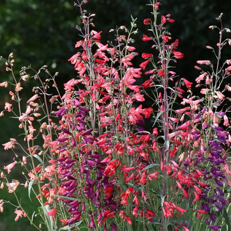 Penstemon barbatus twizzle mix 1