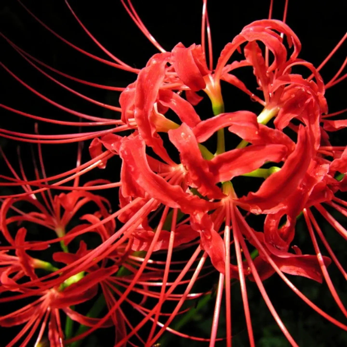 Lycoris Alto 1