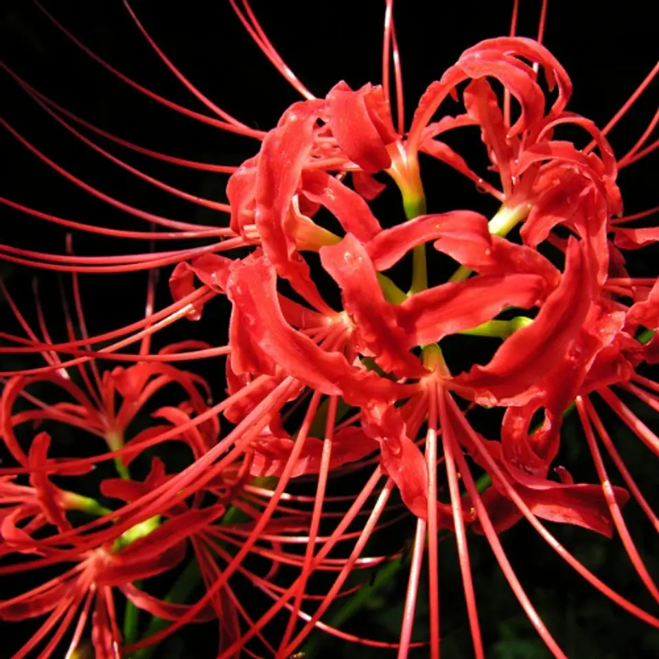 Lycoris Alto 1