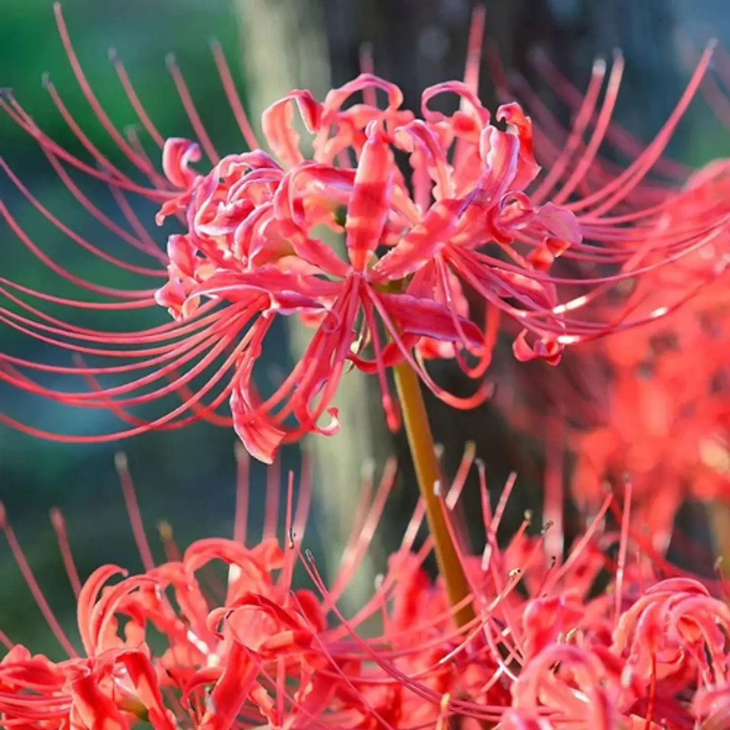 Lycoris Alto 4