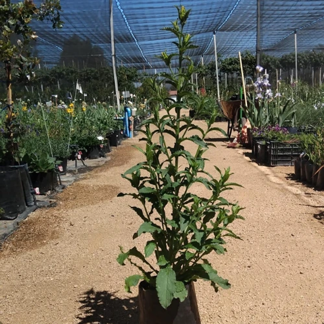 Campanula campana pink 2