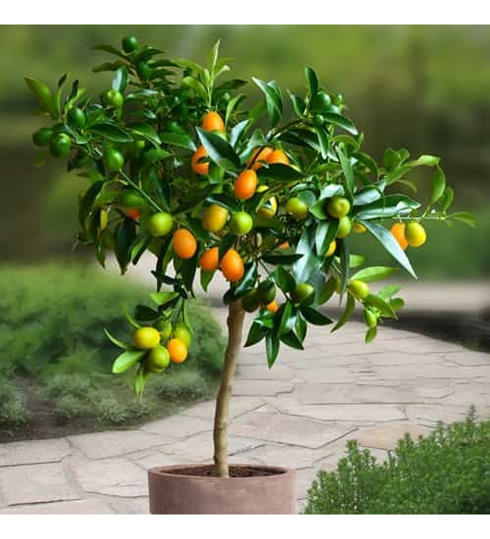 Kumquat