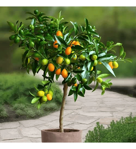 Kumquat