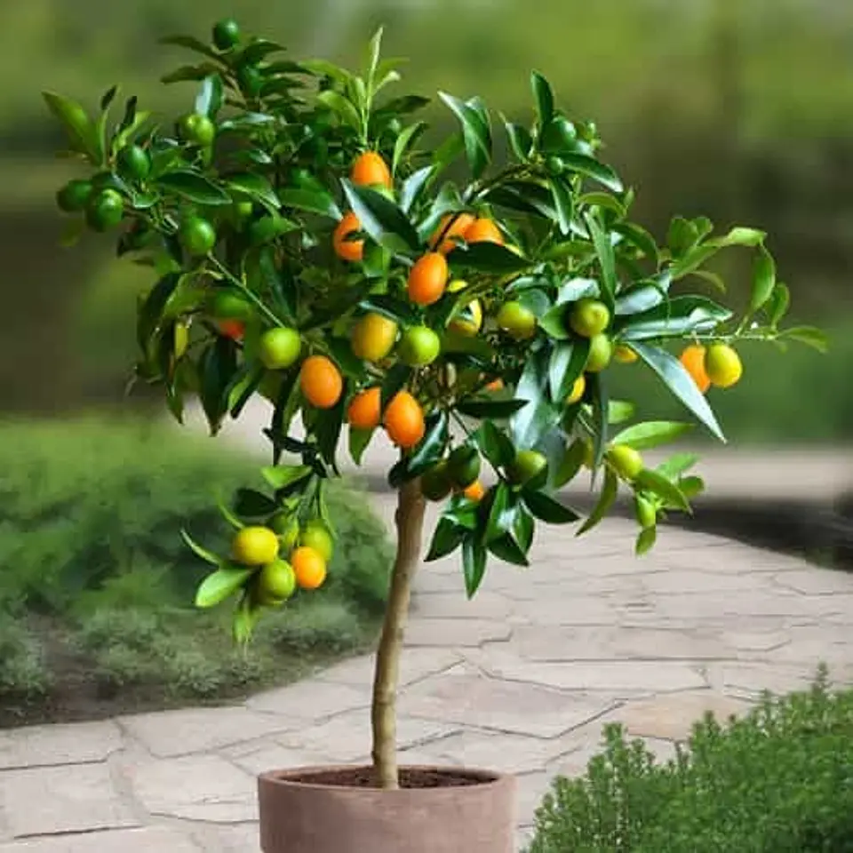 Kumquat 1
