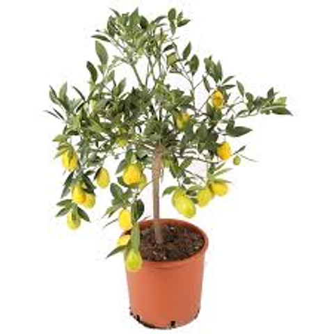 Limequat