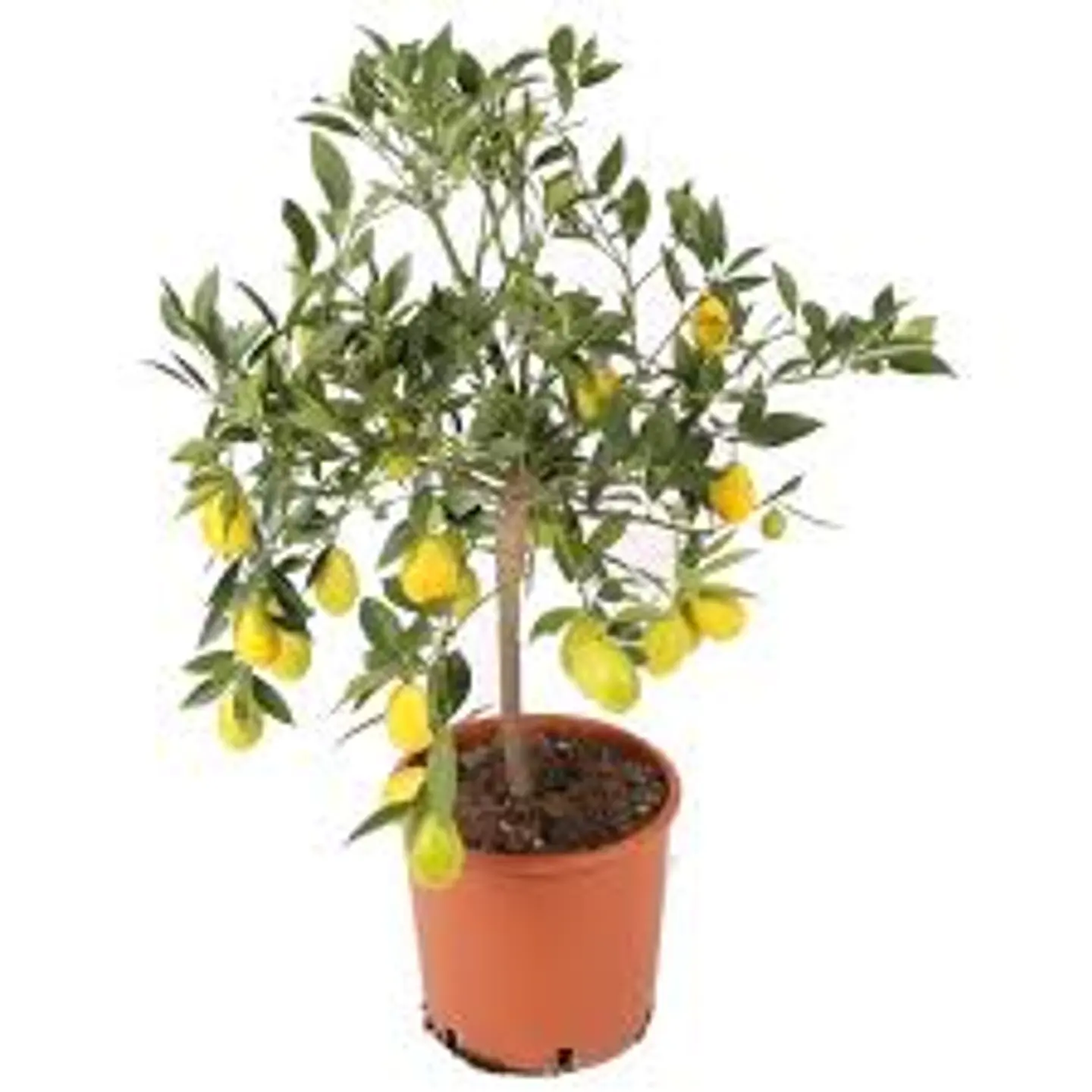 Limequat 2