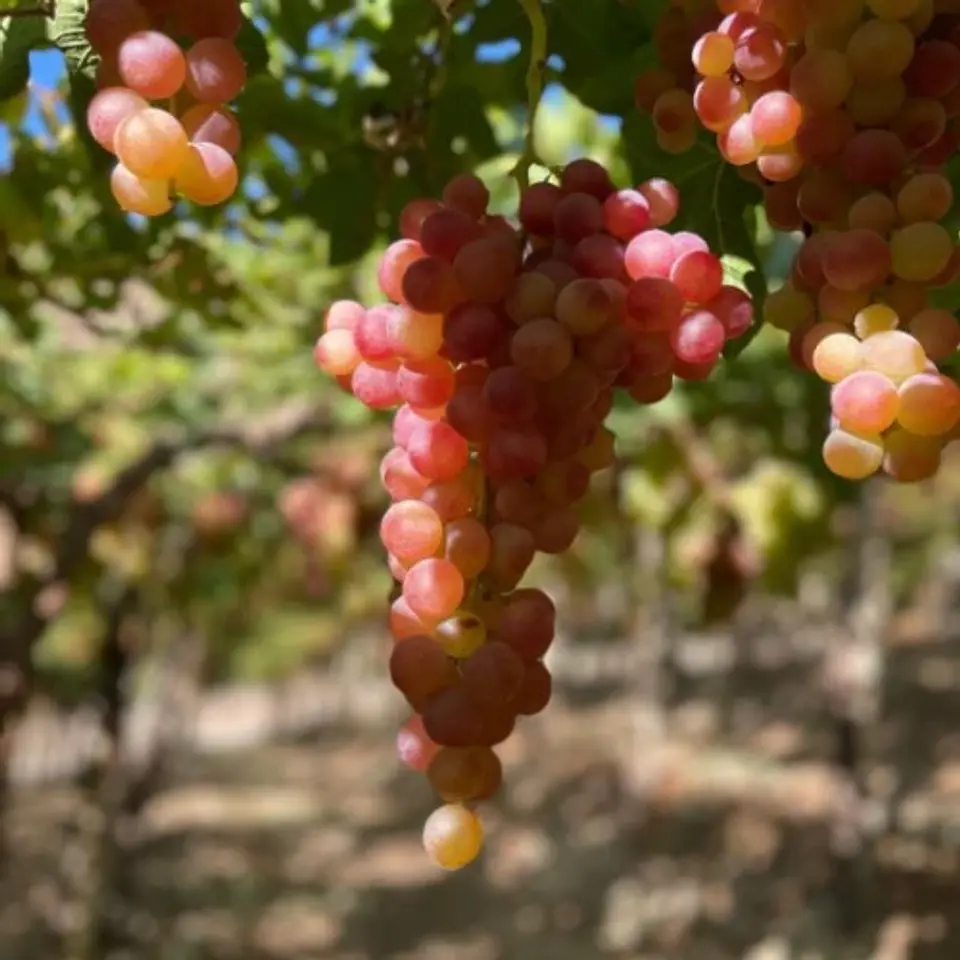 Uva Moscatel Rosada 1