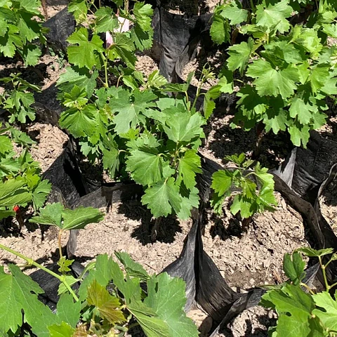 Uva Moscatel Rosada
