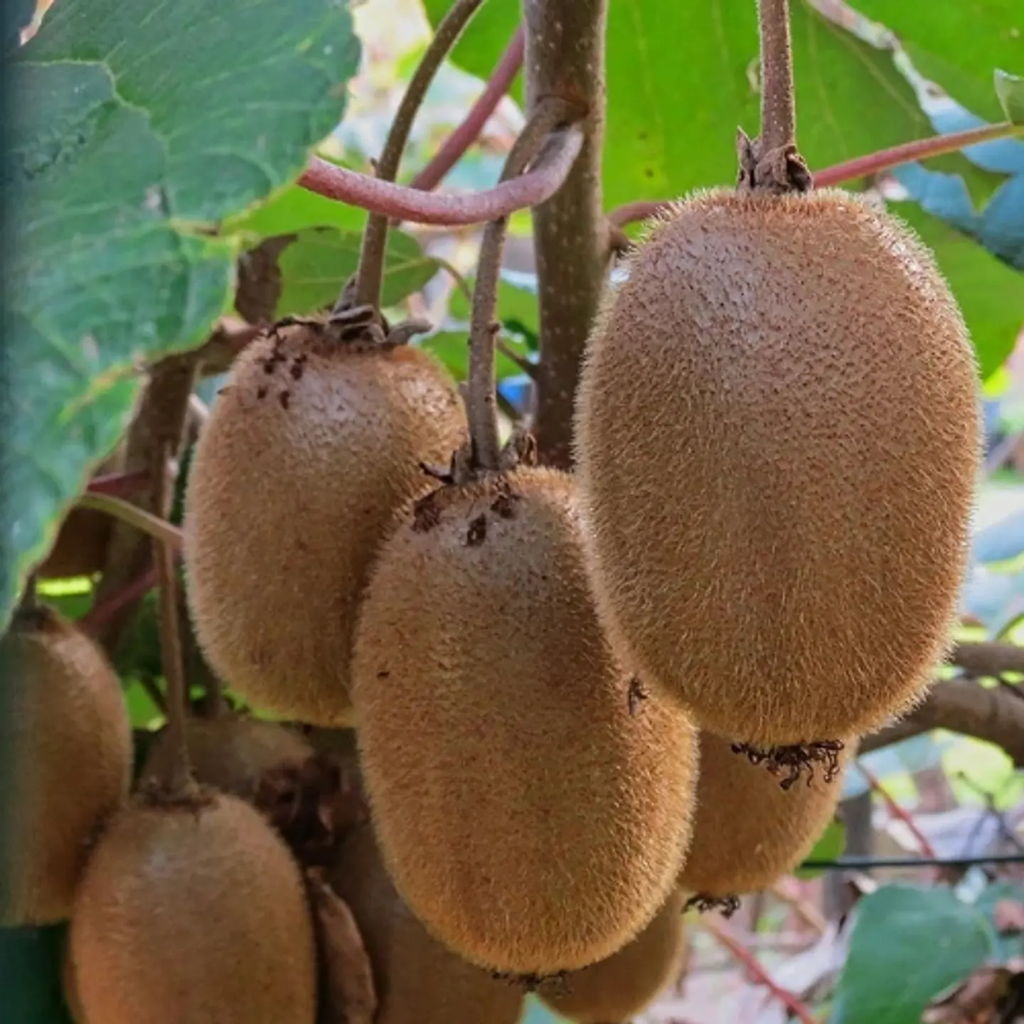 Kiwi Hayward 1
