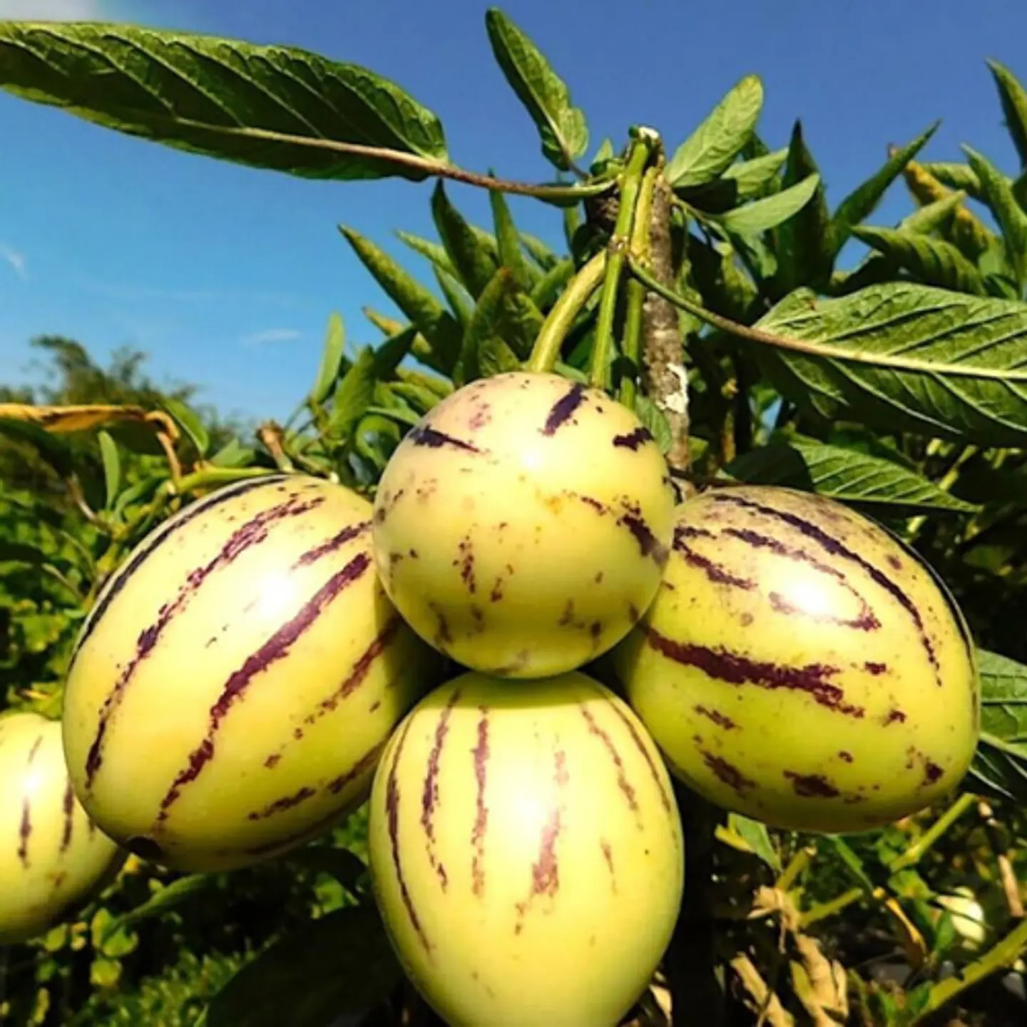 Pepino dulce 1