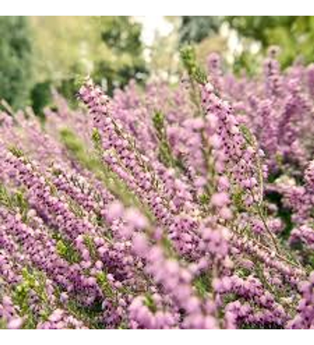 Lavanda Inglesa enana rosada