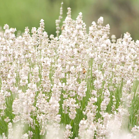 Lavanda inglesa enana blanca 
