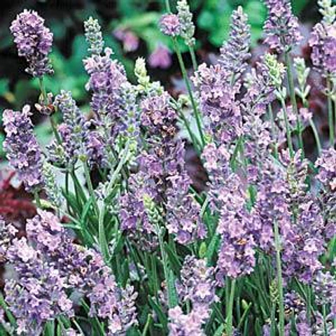 Lavanda inglesa enana lila