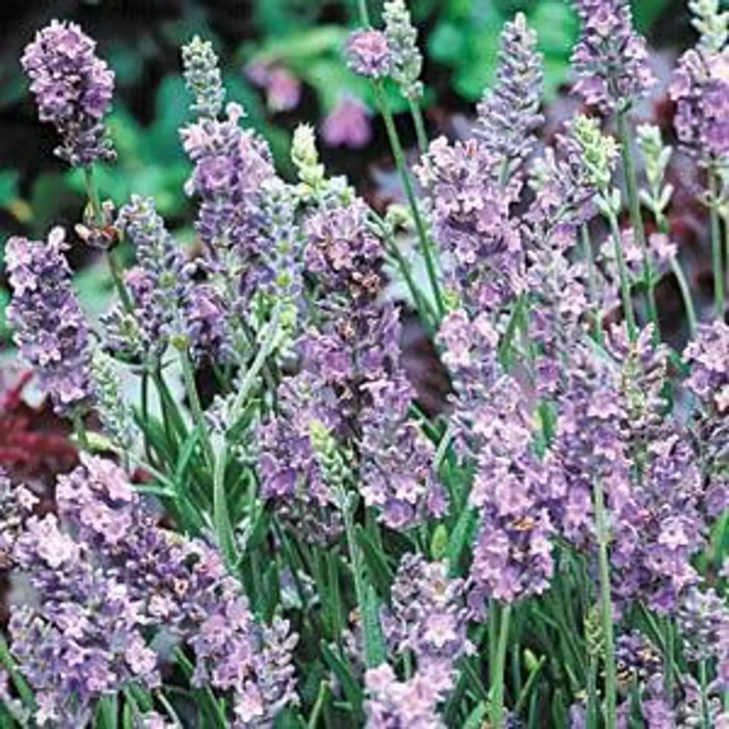 Lavanda inglesa enana lila 2