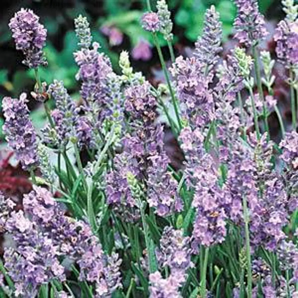 Lavanda inglesa enana lila 2
