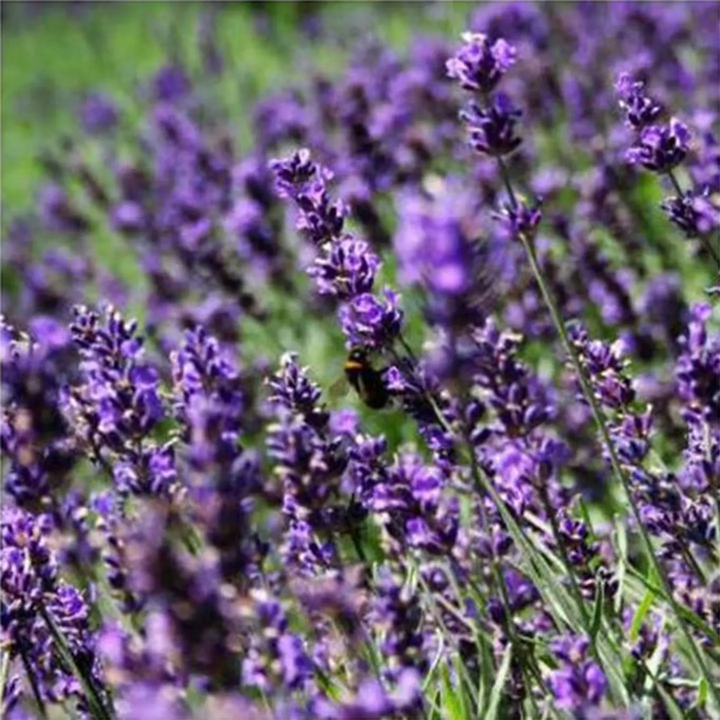 Lavanda inglesa morada 1