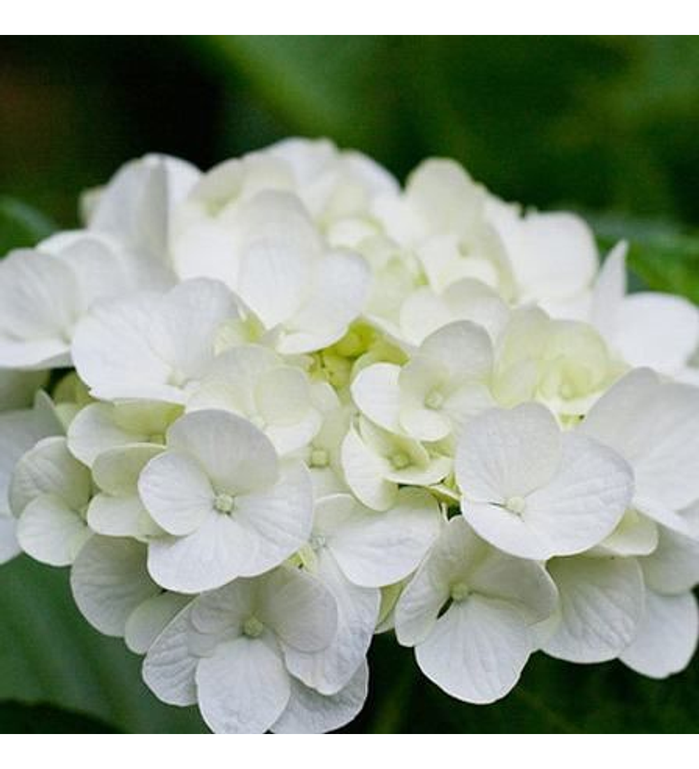 Hortensia blanca Clarissa